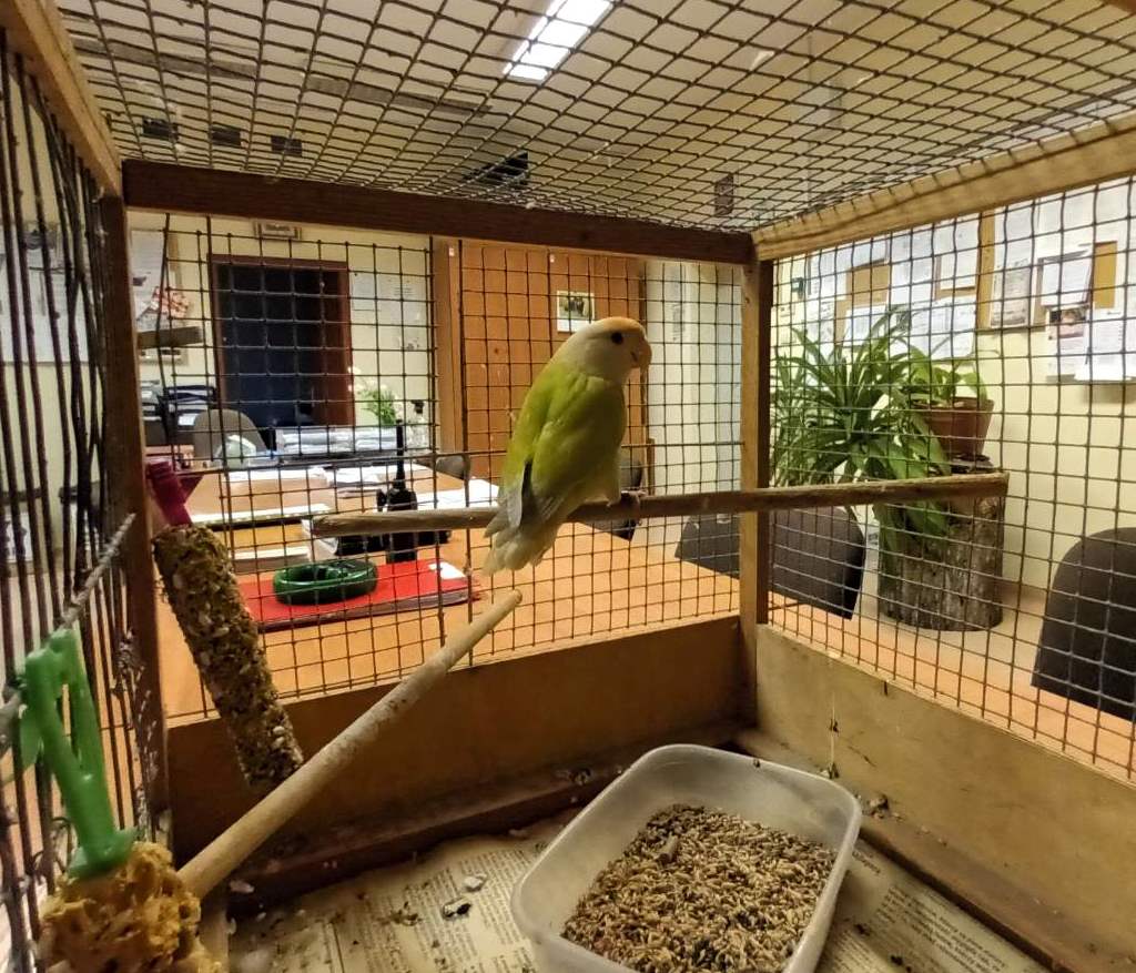 Papuga w klatce. W tle pomieszczenie odpraw Ekopatrolu, na stole stoi radiotelefon.