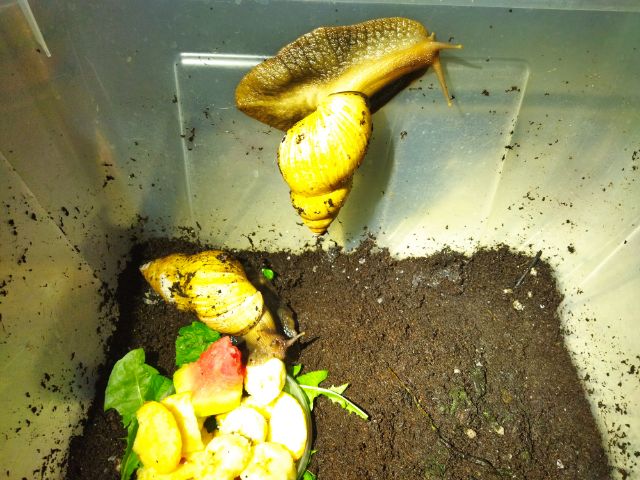 Dwa ślimaki w plastikowym pojemniku, który jest wyłożony ziemią i ślimaczymi przysmakami (owoce).