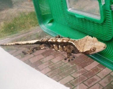 Gekon orzęziony w pojemniku przewozowym.