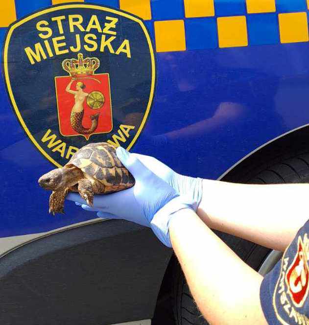 Żółw stepowy w rękach strażniczki Ekopatrolu, na tle radiowozu.