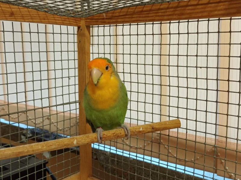 Papuga znaleziona na Nowolipiu
