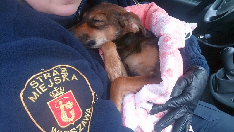 Zdjęcie ilustracyjne: pies owinięty w różowy koc przytulony do strażniczki miejskiej.