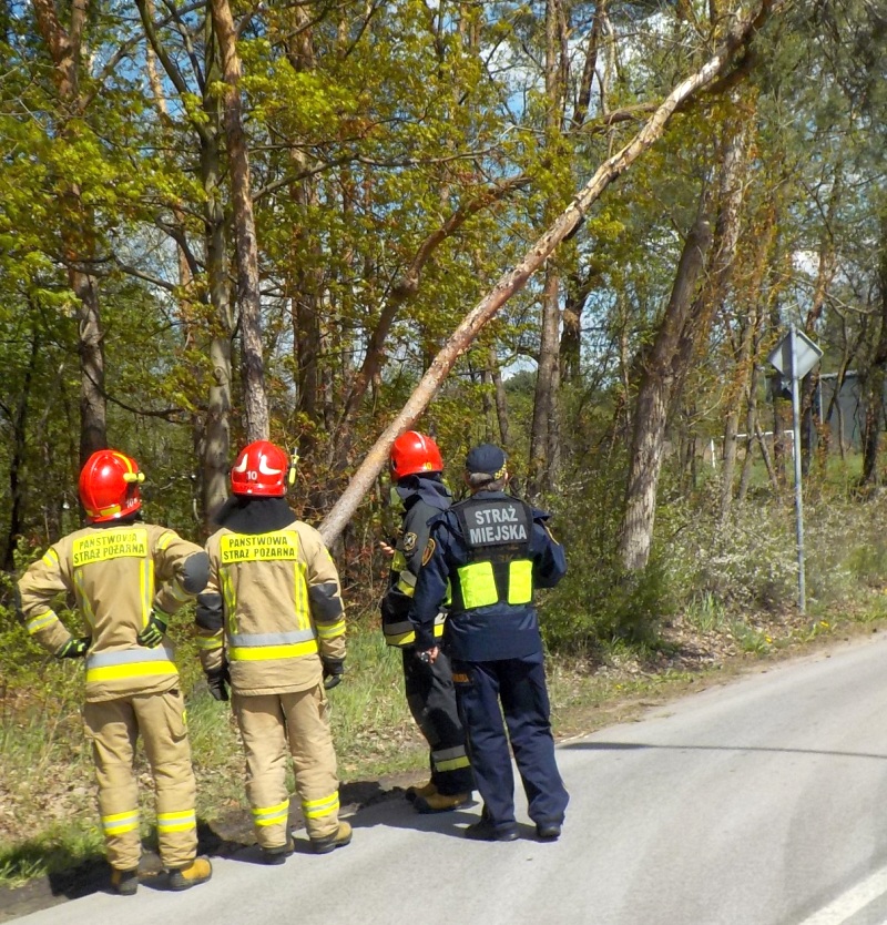 Strażnik i strażacy obserwujący drzewo zagrażające bezpieczeństwu
