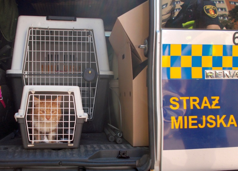 Schwytany kot umieszczony w bezpiecznym transporterze w radiowozie straży miejskiej