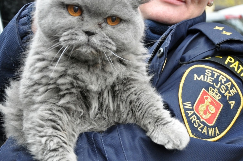 Kot brytyjski trzymany na rękach przez strażnika z Ekopatrolu.