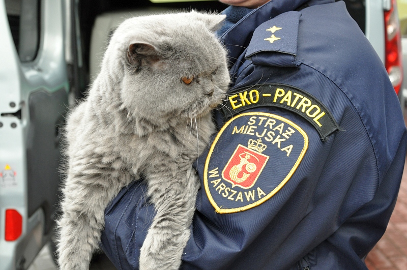 Szary kot trzymany na rękach przez strażniczkę miejską z Ekopatrolu.