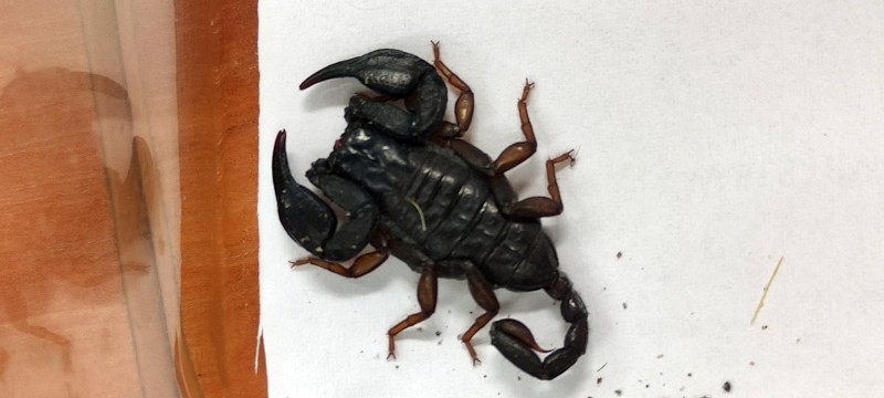 Skorpion znaleziony w walizce