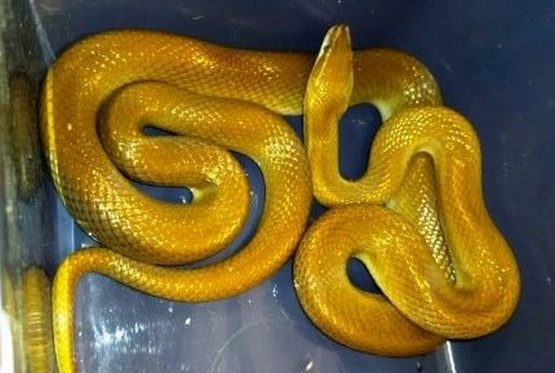 Żółty wąż mahoniowy, znaleziony przy Jasnodworskiej.