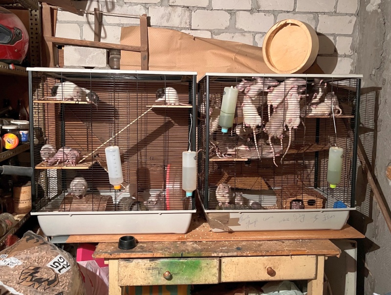 Dwie klatki ze szczurami w piwnicy na Targówku